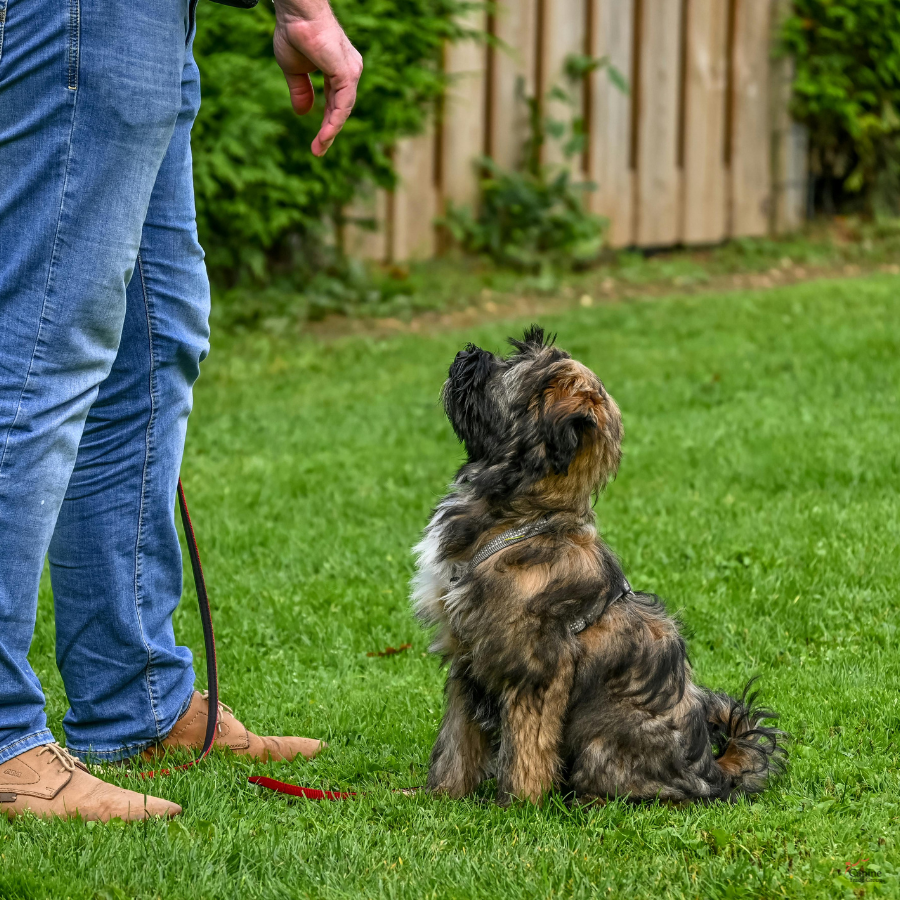 dog obedience training in nashville