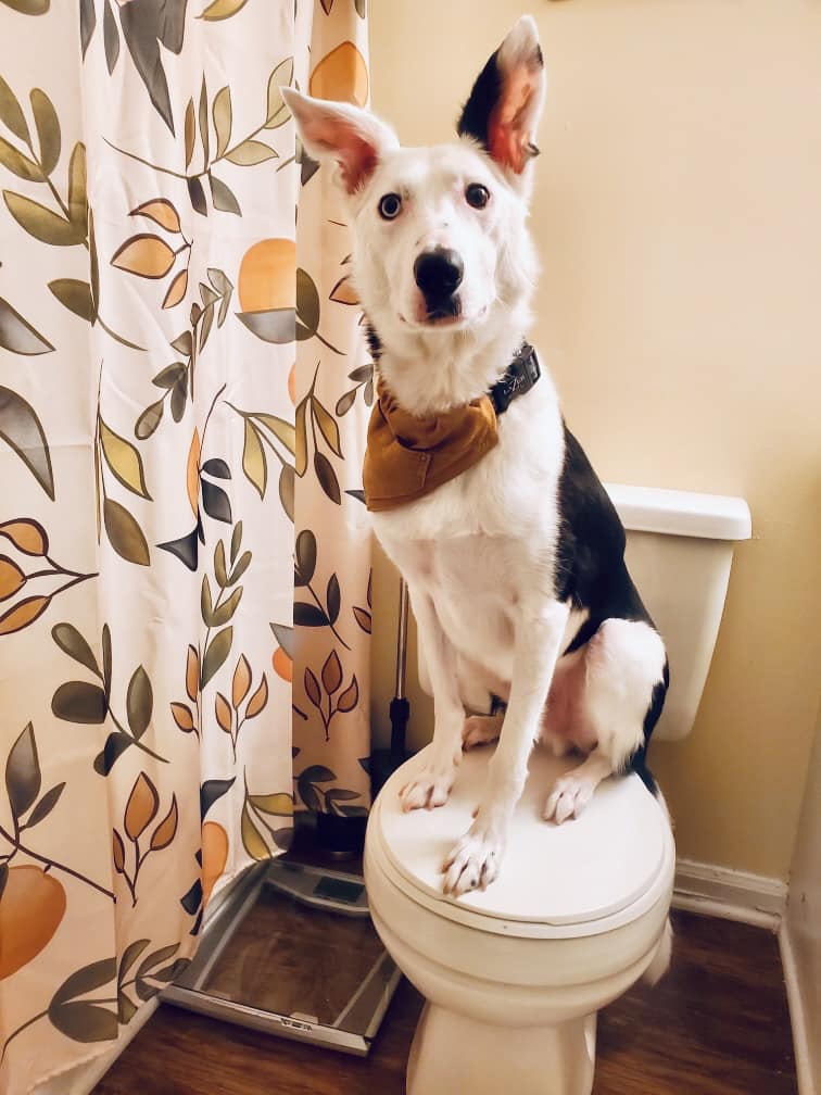 anxiety dog training anxiety dog training