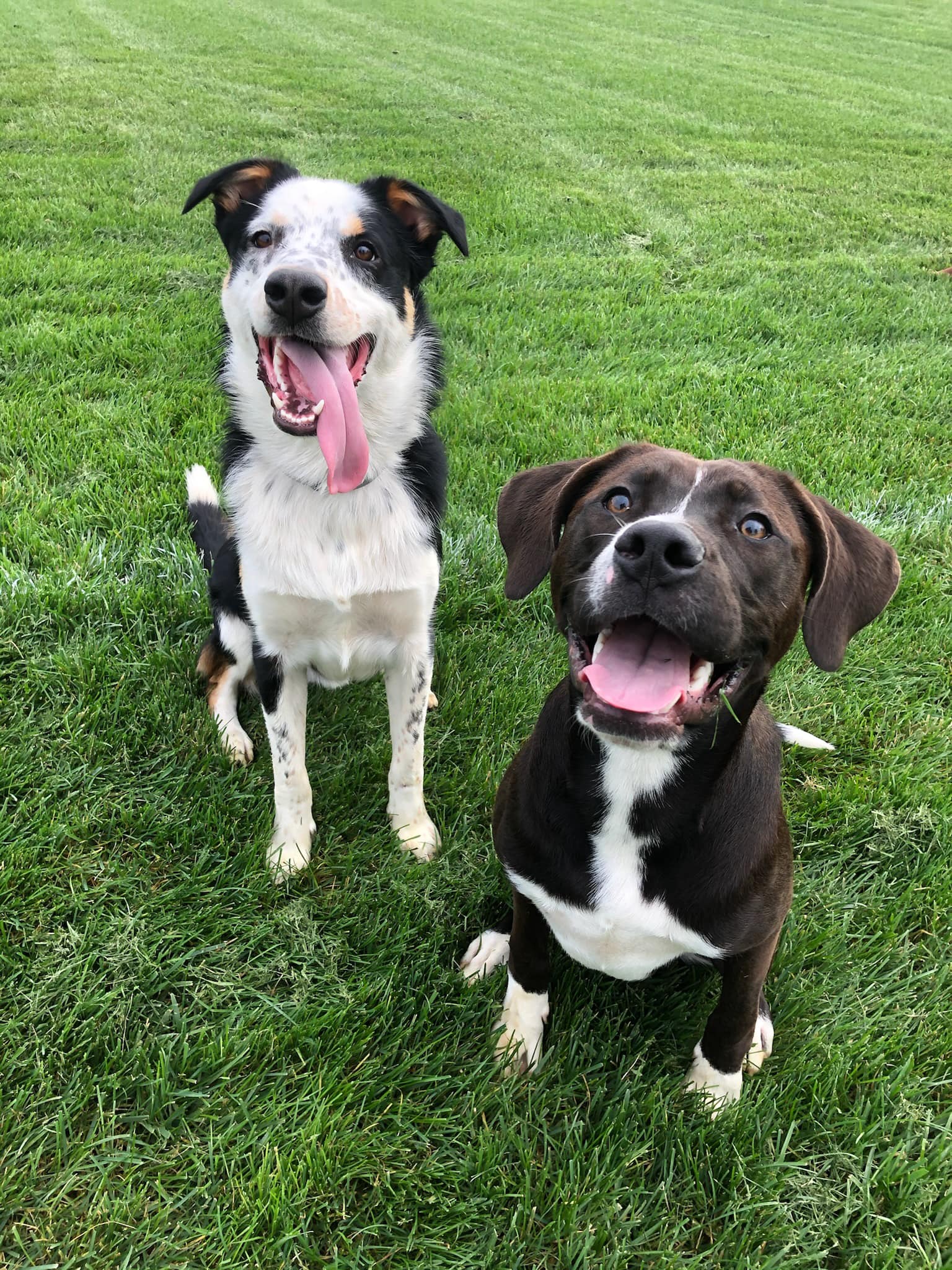 dog obedience training in nashville dog obedience training in nashville