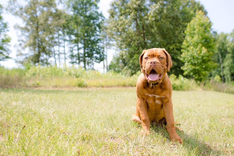 dog training nashville